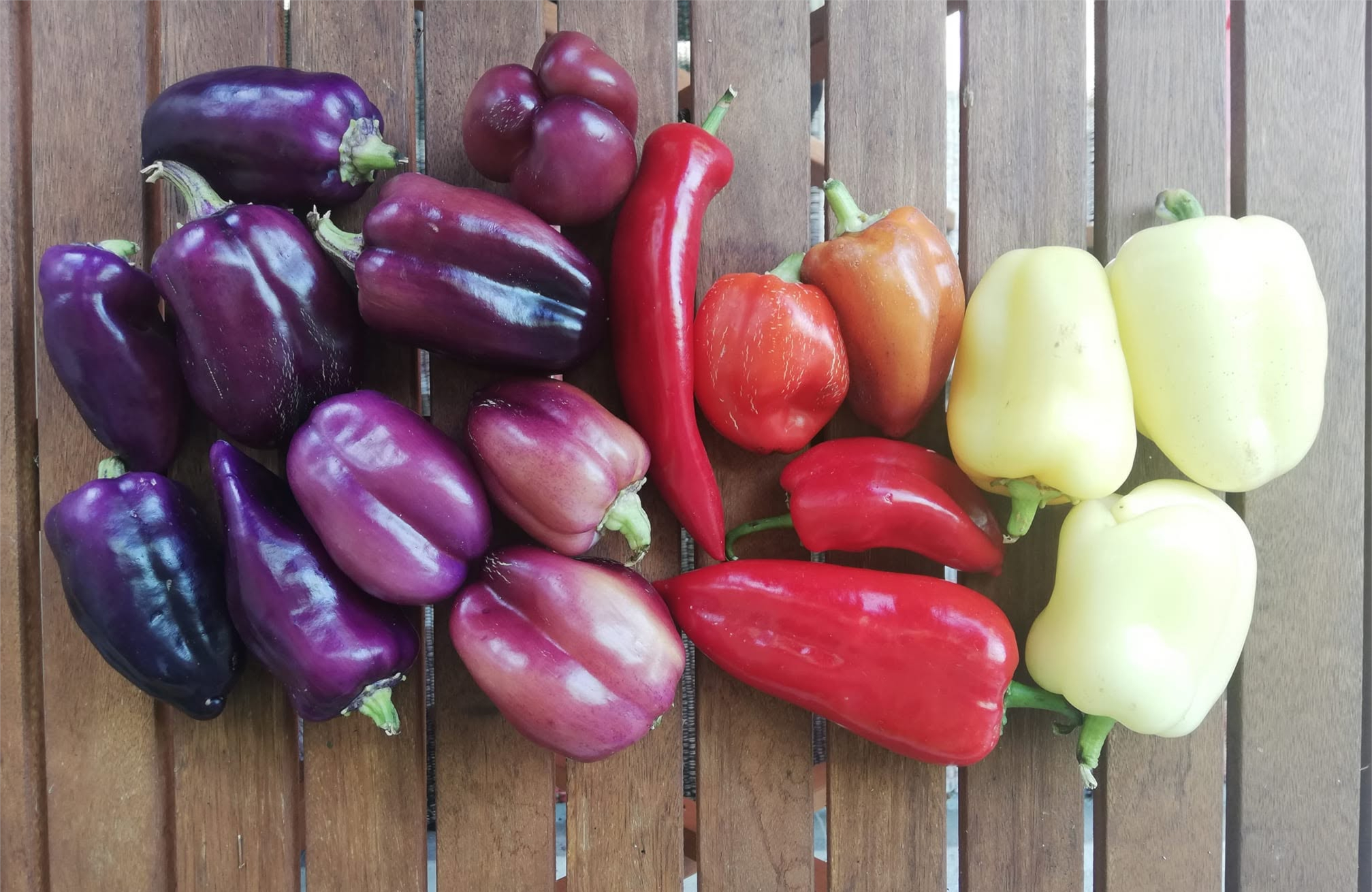 Paprika